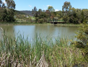 Farmers Creek - Lake Pillans wetlands - 20151107_113646 - cropped